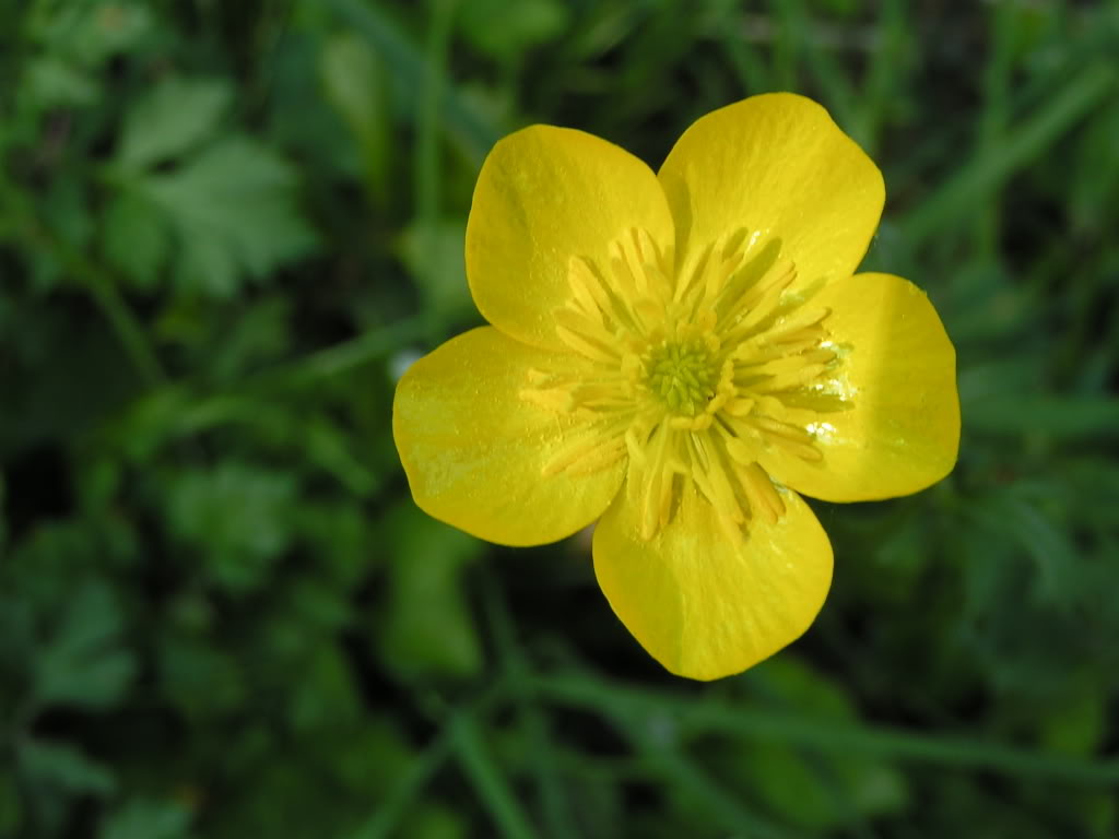 Corn Buttercup